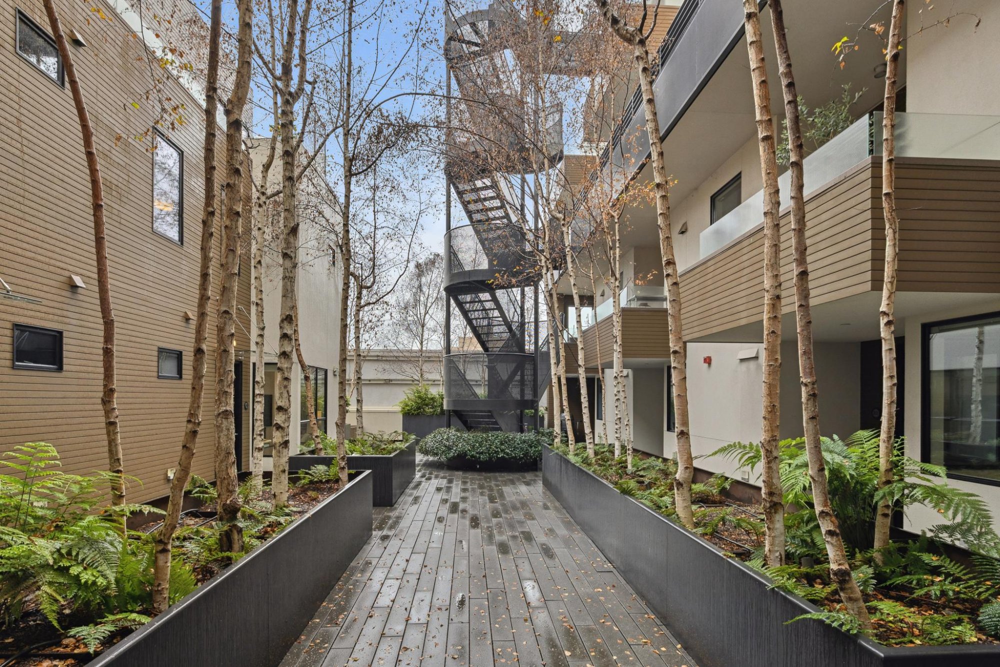 Courtyard walkway with birch trees and ferns